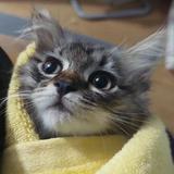 (Category: ) located in . Submitted by elvirafae20 (Listing ID 1383467573, Image 1). Description: .