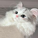 由 ginnyyy_. (刊登 ID 1382079870，圖片 1) 提交，位於 的 (類別：)，說明：。