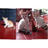 (Kategori: ) berada di . Dikirim oleh bilbelbul (ID iklan 1329504800, Gambar 1). Deskripsi: .