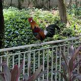 (Category: ) located in . Submitted by hfsong (Listing ID 1382901160, Image 1). Description: .