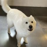 （分類：）位於 。 由 hykcwyre 提交（商品編號 1209745407，圖片 1）。簡介： 。