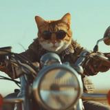 由 catbiker (刊登 ID 1383909056，圖片 1) 提交，位於 的 (類別：)，說明：。
