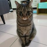 由 ooolivyooo (刊登 ID 1382959959，圖片 1) 提交，位於 的 (類別：)，說明：。