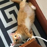 (Category: ) located in . Submitted by sha.hnm (Listing ID 1381289425, Image 1). Description: .