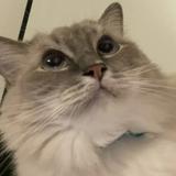 (Category: ) located in . Submitted by darrekkoh04 (Listing ID 1380209169, Image 1). Description: .