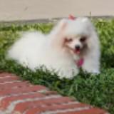 (Category: ) located in . Submitted by luna.kang.9 (Listing ID 1384599922, Image 1). Description: .