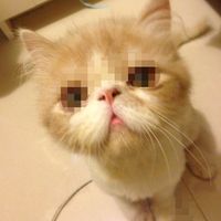 (分類:)位於 。 由 leungond65401 提交(商品編號 1429427473,圖片 1)。簡介: 。