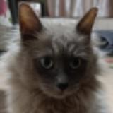 (Category: ) located in . Submitted by petscollection (Listing ID 1344811712, Image 1). Description: .