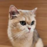 （分類：）位於 。 由 Kensu 提交（商品編號 1330154200，圖片 1）。簡介： 。