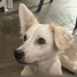(Category: ) located in . Submitted by caligean023 (Listing ID 1461396589, Image 1). Description: .