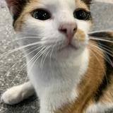 (Category: ) located in . Submitted by catto.co (Listing ID 1384526288, Image 1). Description: .