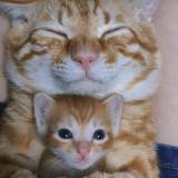 (Kategori: ) berada di . Dikirim oleh gingers28 (ID iklan 1218459614, Gambar 1). Deskripsi: .