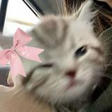 (Category: ) located in . Submitted by wtfranz (Listing ID 1375807486, Image 1). Description: .