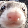 (Category: ) located in . Submitted by ilovecutethings999 (Listing ID 1375919775, Image 1). Description: .