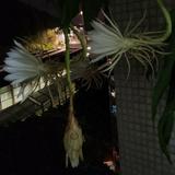 （分類：）位於 。 由 bargainstation 提交（商品編號 1386406953，圖片 1）。簡介： 。