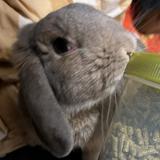 （分類：）位於 。 由 ching0w0 提交（商品編號 1342402246，圖片 1）。簡介： 。