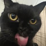 (Category: ) located in . Submitted by tacocatacoket (Listing ID 1369262602, Image 1). Description: .