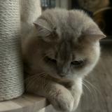 (分類:)位於 。 由 figas 提交(商品編號 1470650260,圖片 1)。簡介: 。