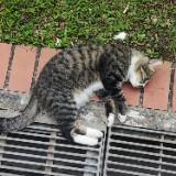(Category: ) located in . Submitted by kiyose (Listing ID 1211204110, Image 1). Description: .