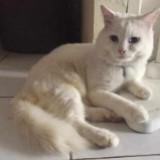 (Kategori: ) berada di . Dikirim oleh cheval_ (ID iklan 1373940968, Gambar 1). Deskripsi: .