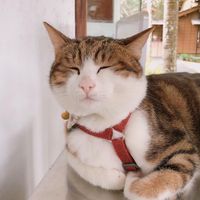 頭像
