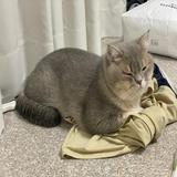 (分類:)位於 。 由 lily777777 提交(商品編號 1448770427,圖片 1)。簡介: 。