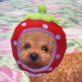 由 happyricee (刊登 ID 1370573865，圖片 1) 提交，位於 的 (類別：)，說明：。