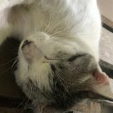 (Category: ) located in . Submitted by crescentpidgeons (Listing ID 1386080690, Image 1). Description: .