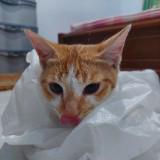 (Kategori: ) berada di . Dikirim oleh lyn___v (ID iklan 1386236491, Gambar 1). Deskripsi: .