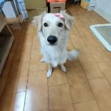 由 20180130 (刊登 ID 1382853704，圖片 1) 提交，位於 的 (類別：)，說明：。