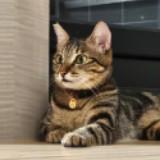 由 molly_brown (刊登 ID 1382306953，圖片 1) 提交，位於 的 (類別：)，說明：。