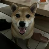 由 _1028_ (刊登 ID 1385653446，圖片 1) 提交，位於 的 (類別：)，說明：。