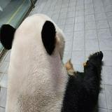由 goood_buy (刊登 ID 1373429545，圖片 1) 提交，位於 的 (類別：)，說明：。