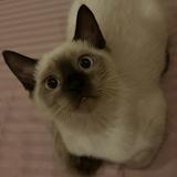 (Category: ) located in . Submitted by bahotaho (Listing ID 1378393903, Image 1). Description: .