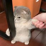 (Category: ) located in . Submitted by liuzhuolyn (Listing ID 1380265994, Image 1). Description: .