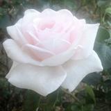 （分類：）位於 。 由 gigi1239 提交（商品編號 1232541062，圖片 1）。簡介： 。