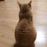 （分類：）位於 。 由 mademoisellemm 提交（商品編號 1347926682，圖片 1）。簡介： 。