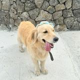 (分類:)位於 。 由 sharontsang_119 提交(商品編號 1456384026,圖片 1)。簡介: 。