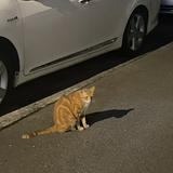 由 handsome_boy1234 (刊登 ID 1361016979，圖片 1) 提交，位於 的 (類別：)，說明：。