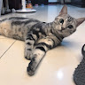 由 z57928catttt (刊登 ID 1378064289，圖片 1) 提交，位於 的 (類別：)，說明：。