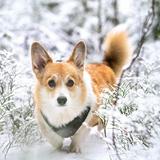 (Category: ) located in . Submitted by corgimama (Listing ID 1384720443, Image 1). Description: .
