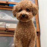 （分類：）位於 。 由 vvbpe 提交（商品編號 1340967364，圖片 1）。簡介： 。