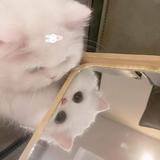 (Category: ) located in . Submitted by reiisxi (Listing ID 1380596087, Image 1). Description: .