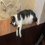 由 saki_outlet (刊登 ID 1385885190，圖片 1) 提交，位於 的 (類別：)，說明：。