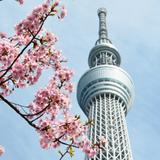 (Category: ) located in . Submitted by tokyo_tomoki0205 (Listing ID 1444945700, Image 1). Description: .