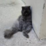 (Category: ) located in . Submitted by jacky.k (Listing ID 1376264653, Image 1). Description: .