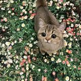 (Category: ) located in . Submitted by missydinz (Listing ID 1454519759, Image 1). Description: .