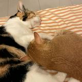 (Category: ) located in . Submitted by wllah (Listing ID 1372287027, Image 1). Description: .