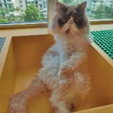 (Category: ) located in . Submitted by FunBoxSG (Listing ID 1381700931, Image 1). Description: .