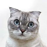 （分類：）位於 。 由 janice_ltc 提交（商品編號 1384884991，圖片 1）。簡介： 。